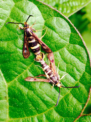 Synanthedon