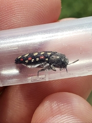 Acmaeodera gibbula