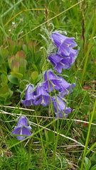Campanula alpina