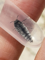 Acmaeodera gibbula