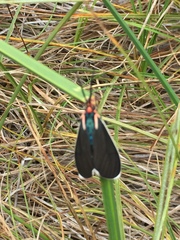 Ctenucha multifaria