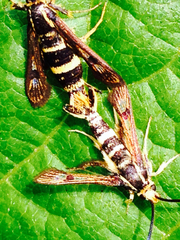 Synanthedon