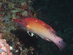 Bodianus dictynna