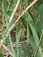 Sphecius convallis