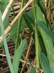 Sphecius convallis