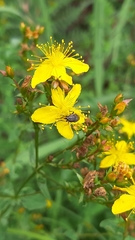 Hypericum undulatum