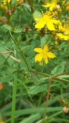 Hypericum undulatum