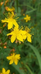 Hypericum undulatum