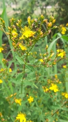 Hypericum undulatum