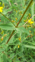 Hypericum undulatum
