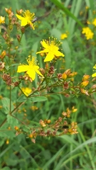 Hypericum undulatum