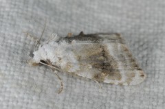 Meganola albula