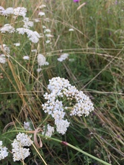 Achillea millefolium