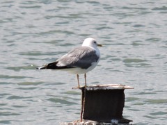 Larus canus