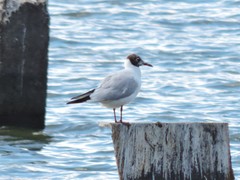 Chroicocephalus ridibundus