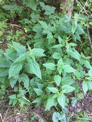 Urtica dioica
