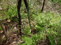 Lomandra multiflora dura
