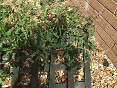 Persicaria maculosa