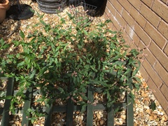 Persicaria maculosa