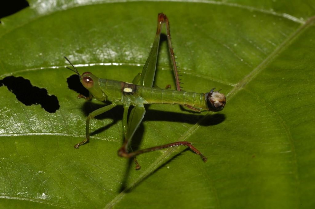 Mastacideidae