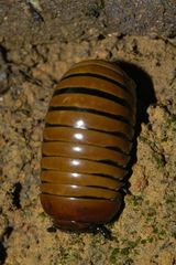 Arthrosphaera