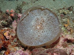 Amplexidiscus fenestrafer