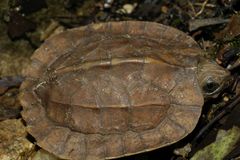 Vijayachelys silvatica