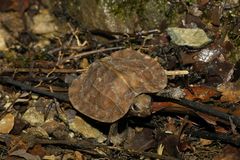 Vijayachelys silvatica