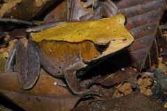 Clinotarsus curtipes