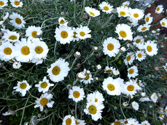 Anthemis punctata