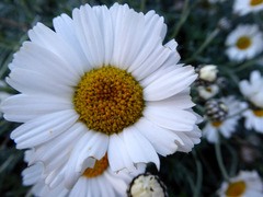 Anthemis punctata