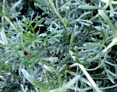 Anthemis punctata
