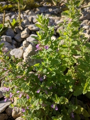Teucrium scordium