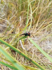 Ctenucha