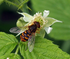 Parhelophilus obsoletus
