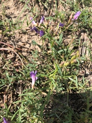 Astragalus arenarius