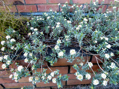 Pimelea mimosa