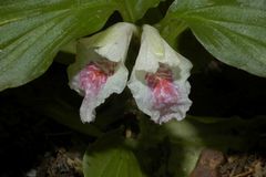 Boesenbergia tiliifolia