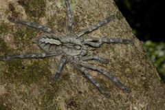 Poecilotheria