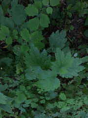 Leonurus quinquelobatus