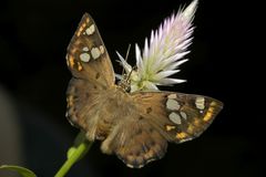 Coladenia indrani