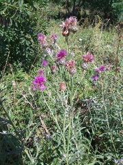 Centaurea scabiosa apiculata