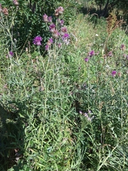Centaurea scabiosa apiculata