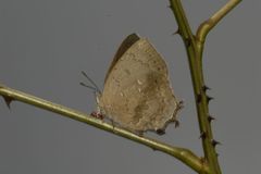 Surendra quercetorum