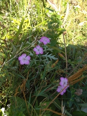 Dianthus caucaseus