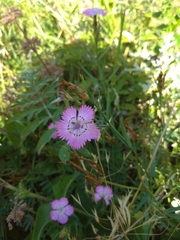 Dianthus caucaseus