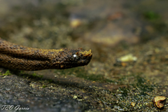 Trachyboa boulengeri