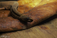 Trachyboa boulengeri