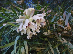 Pandorea doratoxylon