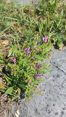 Astragalus davuricus